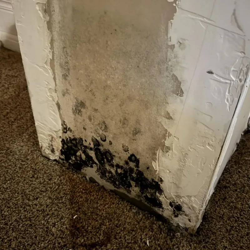 Professional Mold Removal in Philomath, OR